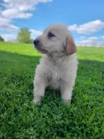 Snickers , a female Bernese Mountain Dog for sale in Richland, PA – 3 of 3