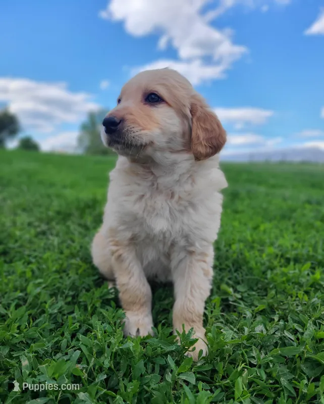 oakley – Bernese Mountain Dog puppy for sale in Richland, PA