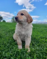 oakley, a male Bernese Mountain Dog for sale in Richland, PA – 1 of 4