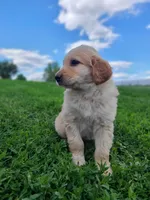 oakley, a male Bernese Mountain Dog for sale in Richland, PA – 4 of 4