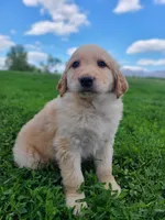 oakley, a male Bernese Mountain Dog for sale in Richland, PA – 3 of 4