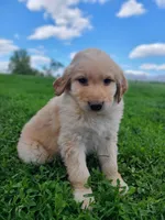 oakley, a male Bernese Mountain Dog for sale in Richland, PA – 2 of 4