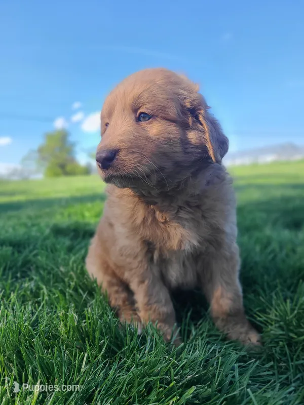 Tanner  – Bernese Mountain Dog puppy for sale in Richland, PA