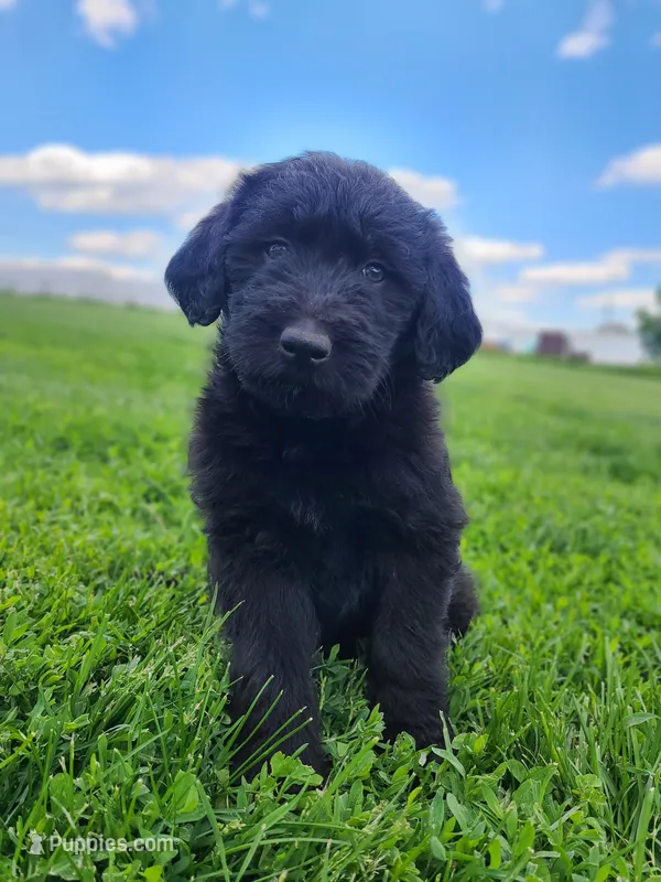 Max – Bernese Mountain Dog puppy for sale in Richland, PA