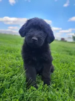 Max, a male Bernese Mountain Dog for sale in Richland, PA – 1 of 2