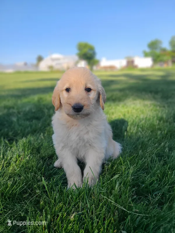 Hazel  – Bernese Mountain Dog puppy for sale in Richland, PA