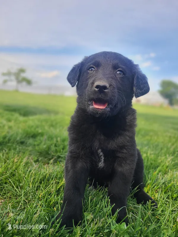 Rocky  – Bernese Mountain Dog puppy for sale in Richland, PA