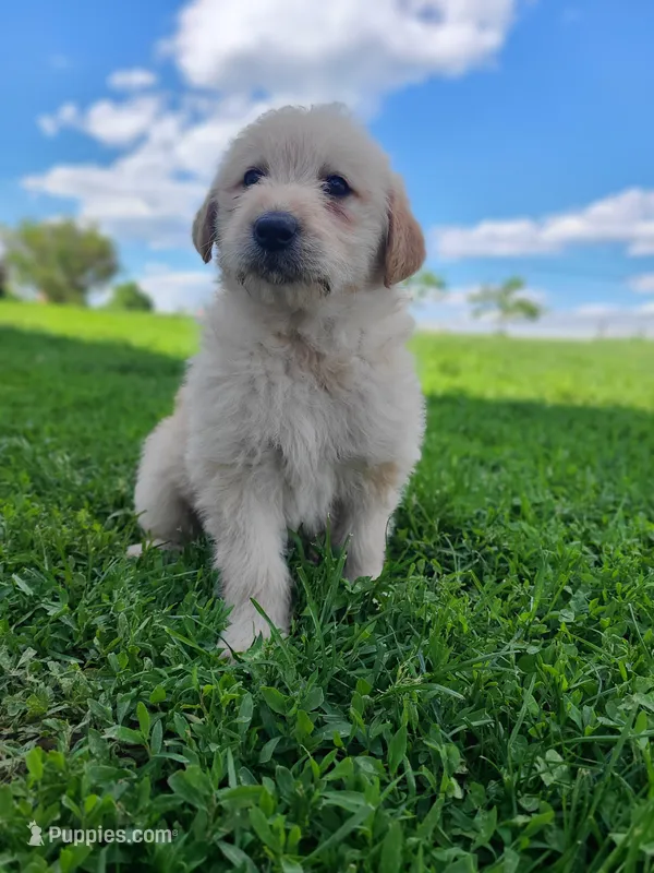 Snickers  – Bernese Mountain Dog puppy for sale in Richland, PA