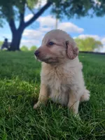 Buddy , a male Bernese Mountain Dog for sale in Richland, PA – 2 of 3