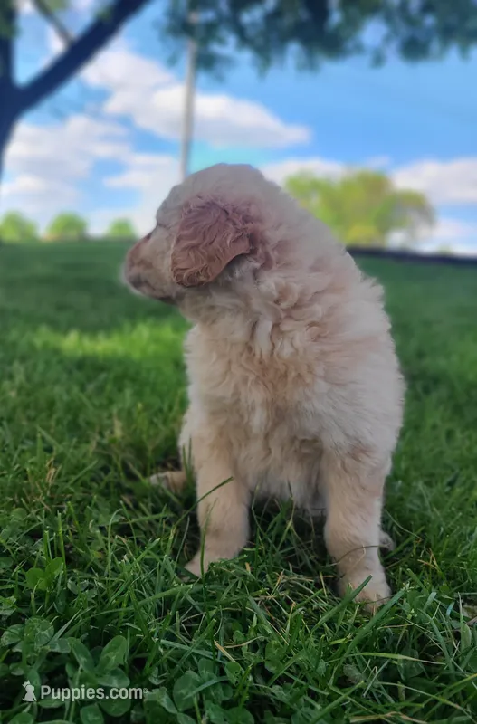 Buddy  – Bernese Mountain Dog puppy for sale in Richland, PA