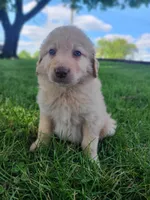 Buddy , a male Bernese Mountain Dog for sale in Richland, PA – 3 of 3