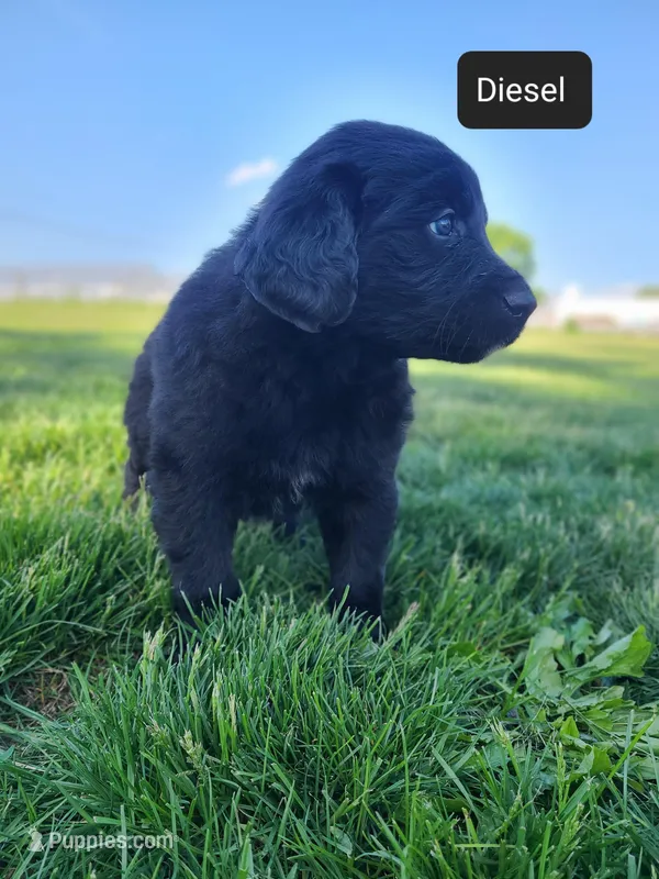 Diesel  – Bernese Mountain Dog puppy for sale in Richland, PA
