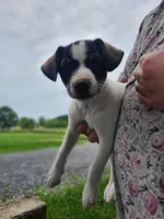 Tucker , a male Chihuahua for sale in Richland, PA – 2 of 2