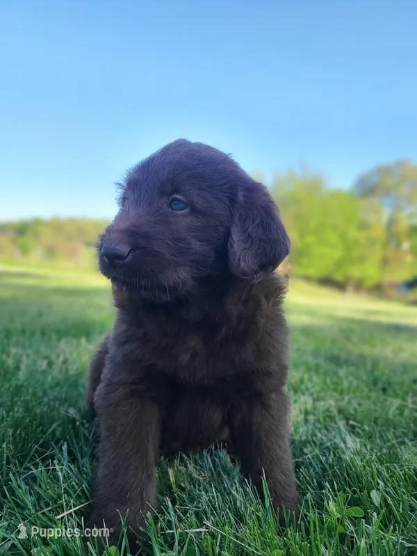 Bruno  – Bernese Mountain Dog puppy for sale in Richland, PA