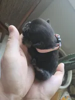 Girl 1, a female Brussels Griffon for sale in Wake Forest, NC – Photo 4 of 5