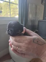 Girl 1, a female Brussels Griffon for sale in Wake Forest, NC – Photo 2 of 5