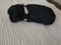 Girl 1, a female Brussels Griffon for sale in Wake Forest, NC – Photo 5 of 5