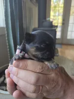 Girl 1, a female Brussels Griffon for sale in Wake Forest, NC – Photo 3 of 5