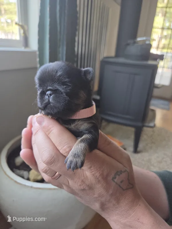 Girl 1 – Brussels Griffon puppy for sale in Wake Forest, NC