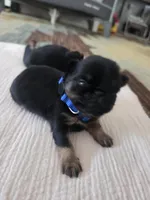 Boy 1 , a male Brussels Griffon for sale in Wake Forest, NC – Photo 3 of 4