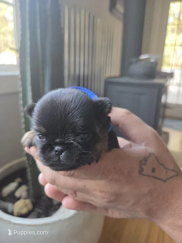 Boy 1  – Brussels Griffon puppy for sale in Wake Forest, NC