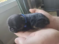 Boy 1 , a male Brussels Griffon for sale in Wake Forest, NC – Photo 4 of 4