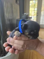 Boy 1 , a male Brussels Griffon for sale in Wake Forest, NC – Photo 2 of 4