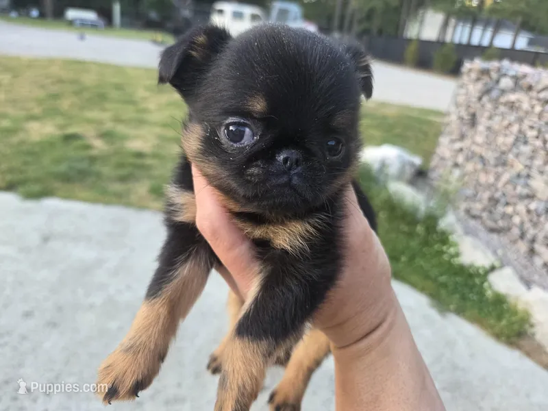Boy 1  – Brussels Griffon puppy for sale in Wake Forest, NC