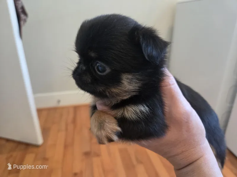 Boy 1  – Brussels Griffon puppy for sale in Wake Forest, NC