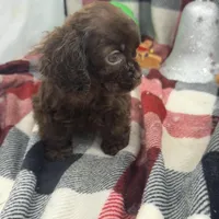 Coco, a female Cocker Spaniel for sale in Bakersfield, CA – Photo 2 of 2