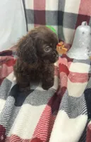 Coco, a female Cocker Spaniel for sale in Bakersfield, CA – Photo 2 of 2