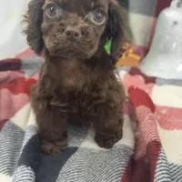 Coco, a female Cocker Spaniel for sale in Bakersfield, CA – Photo 1 of 2