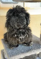 Midnight, a female Shih Tzu for sale in Bakersfield, CA – Photo 5 of 5