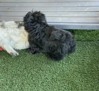 Midnight, a female Shih Tzu for sale in Bakersfield, CA – Photo 2 of 5