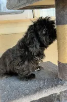 Midnight, a female Shih Tzu for sale in Bakersfield, CA – Photo 4 of 5