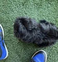 Midnight, a female Shih Tzu for sale in Bakersfield, CA – Photo 3 of 5