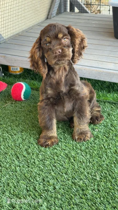 Coco – Cocker Spaniel puppy for sale in Bakersfield, CA