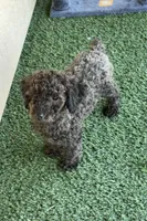 Bruno, a male Poodle - Miniature  for sale in Bakersfield, CA – Photo 2 of 3