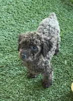 Bruno, a male Poodle - Miniature  for sale in Bakersfield, CA – Photo 3 of 3