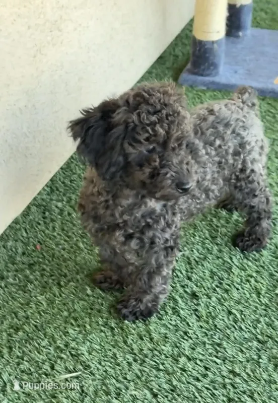 Bruno – Poodle - Miniature  puppy for sale in Bakersfield, CA