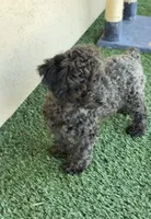 Bruno, a male Poodle - Miniature  for sale in Bakersfield, CA – Photo 1 of 3