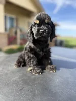 Bruno, a male Cocker Spaniel for sale in Bakersfield, CA – Photo 2 of 4