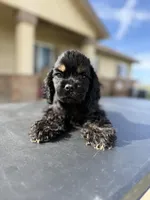 Bruno, a male Cocker Spaniel for sale in Bakersfield, CA – Photo 3 of 4