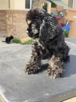 Bruno, a male Cocker Spaniel for sale in Bakersfield, CA – Photo 4 of 4