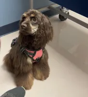 Lady, a female Cocker Spaniel for sale in Bakersfield, CA – Photo 2 of 5