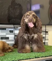 Lady, a female Cocker Spaniel for sale in Bakersfield, CA – Photo 5 of 5