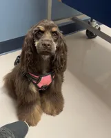 Lady, a female Cocker Spaniel for sale in Bakersfield, CA – Photo 4 of 5