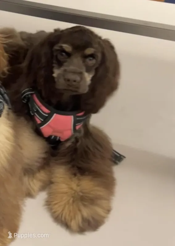 Lady, a female Cocker Spaniel for sale in Bakersfield, CA – Photo 1 of 5