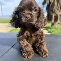 Twix , a male Cocker Spaniel for sale in Bakersfield, CA – Photo 3 of 3