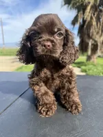 Twix , a male Cocker Spaniel for sale in Bakersfield, CA – Photo 3 of 3